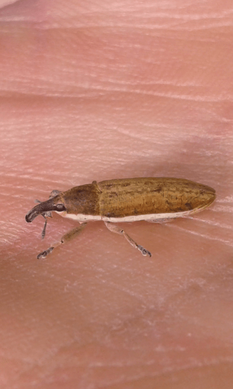 Lixus cfr. junci (Curculionidae)